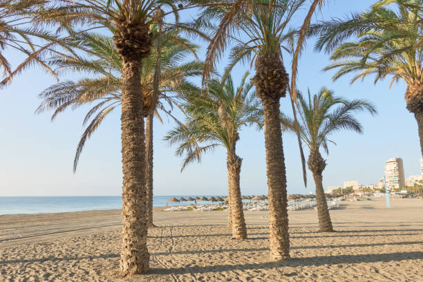 Beach of Los Alamos in Torremolinos with sunbeds and straw umbrella in the seashore view from a palm tree grove on the sand. In Malaga, Andalusia, Spain