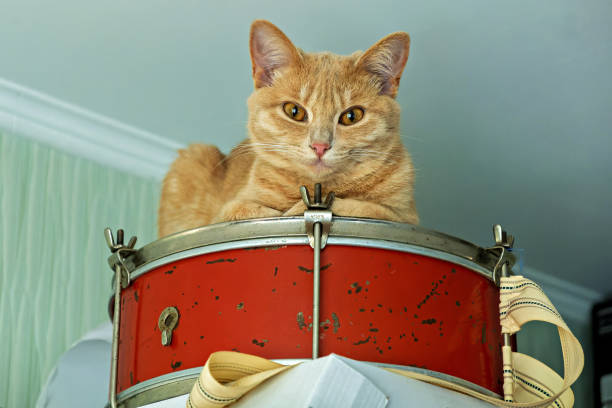 istock A cat sitting on top of a red drum 2194836737