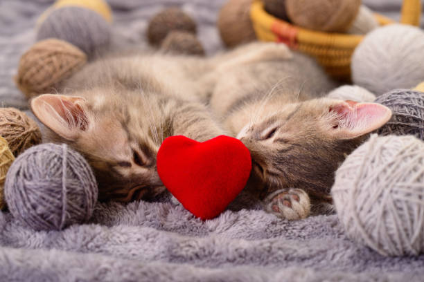 istock Kittens on blanket with valentine heart. 2194836902
