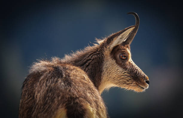 A chamois in the Berchtesgaden Alps, Bavaria, Germany, captured during blue hour