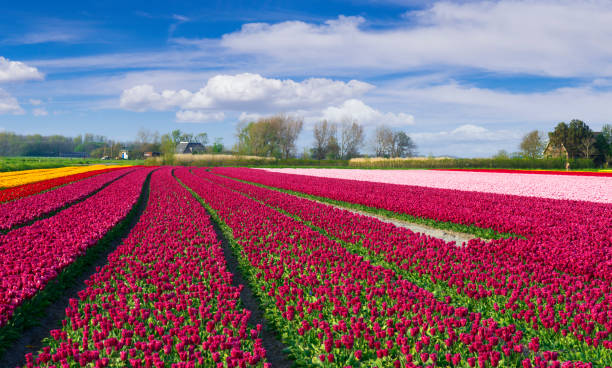istock Red Yellow and Pink Tulip Fields in The Netherlands 2194837580