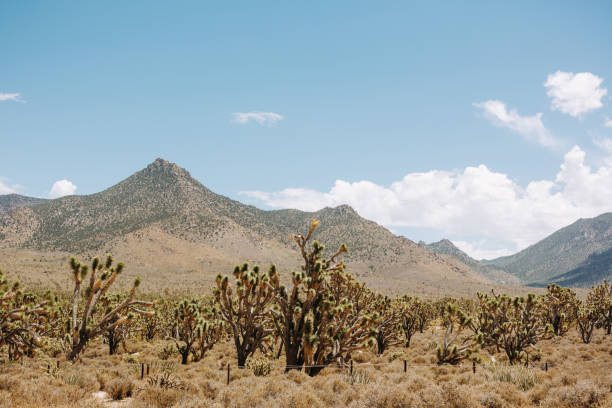 istock Arizona`s Joshua tree forest with panoramic view of mountains 2194839849