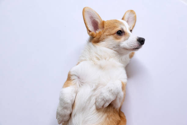 istock Welsh Corgi Pembroke on a uniform background in the studio 2194840328
