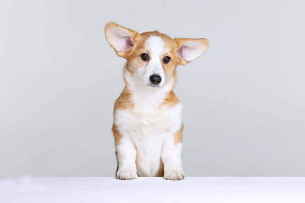 istock Welsh Corgi Pembroke on a uniform background in the studio 2194840360