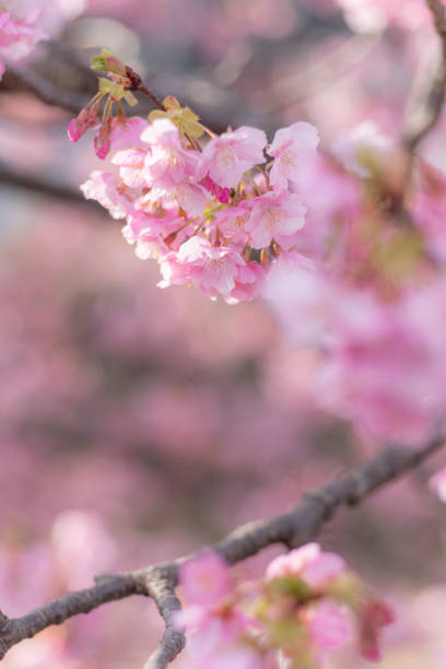 Early-blooming Kawazu cherry blossoms in full bloom