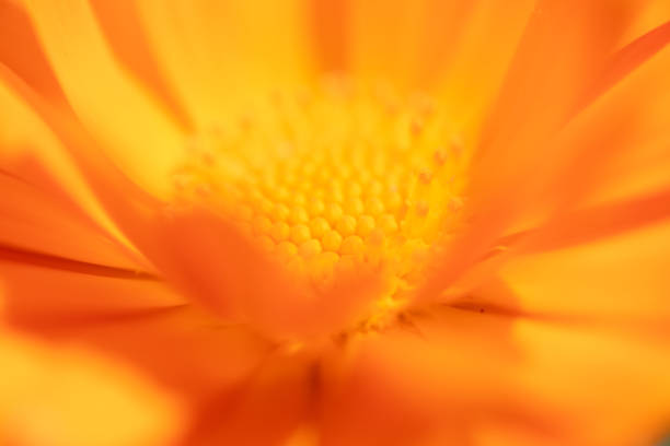 Orange flower photographed with a macro lens