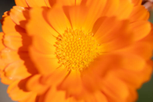 Orange flower photographed with a macro lens
