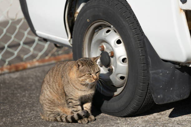 Stray cat sitting by a car
