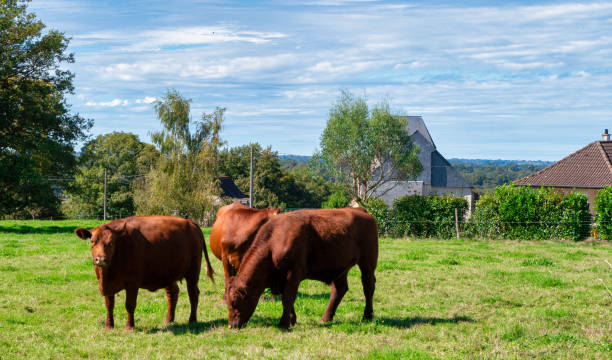 istock Three cows are grazing in a field 2194841898