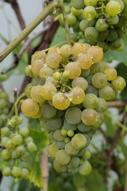 istock A bunch of grapes hanging from a vine 2194841961