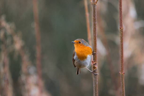 istock robin sitting on a stalk of bush 2194844766