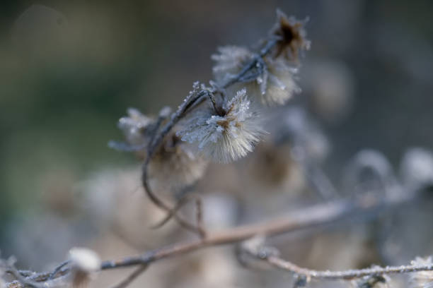 istock macro, plant, nature, frost, ice crystals, structure, botany, light, nature, winter, 2194845073
