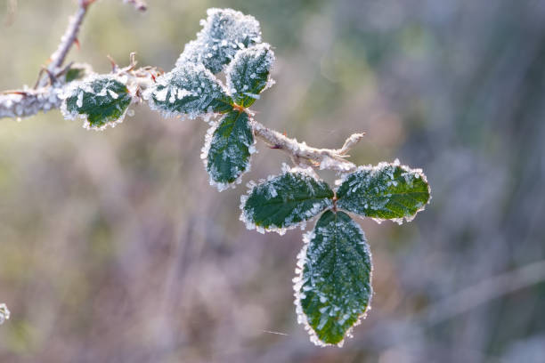 istock macro, plant, nature, frost, ice crystals, structure, botany, light, nature, winter, 2194845128