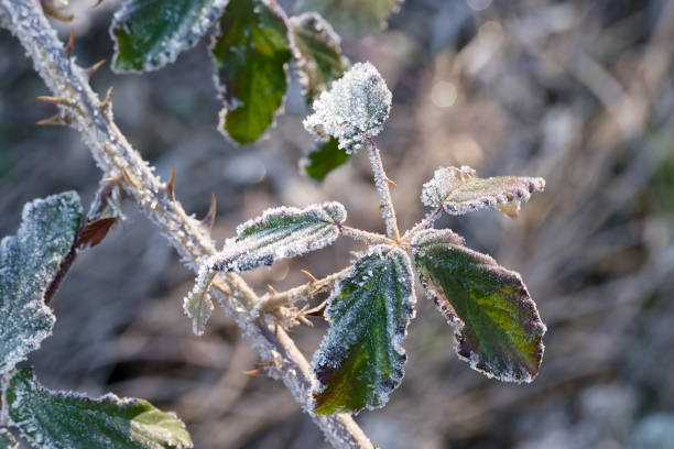 istock macro, plant, nature, frost, ice crystals, structure, botany, light, nature, winter, 2194845131
