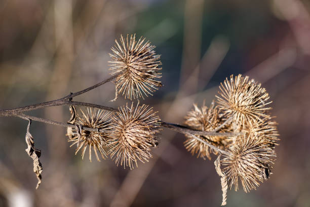 istock macro, plant, nature, frost, ice crystals, structure, botany, light, nature, winter, 2194845146
