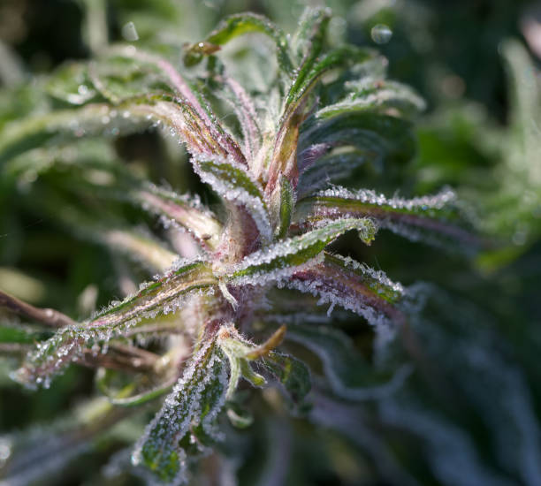 istock macro, plant, nature, frost, ice crystals, structure, botany, light, nature, winter, 2194845184