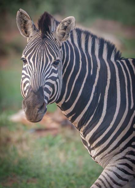 istock Close-up of a zebra with distinct black and white stripes in a natural setting 2194845239