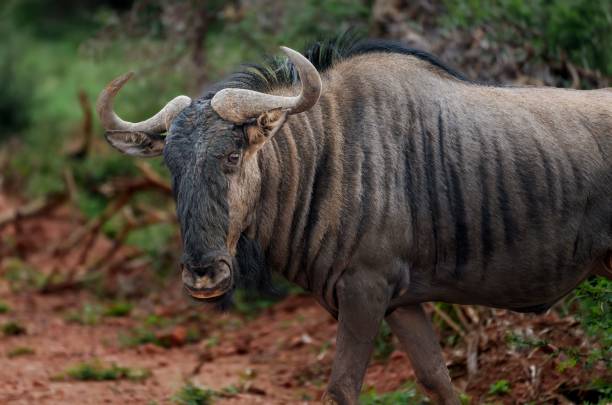 istock Wildebeest stands on a dirt path with lush greenery in the background, with its distinct horns 2194845341