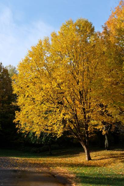 istock Autumn tree with golden leaves in park. 2194845841