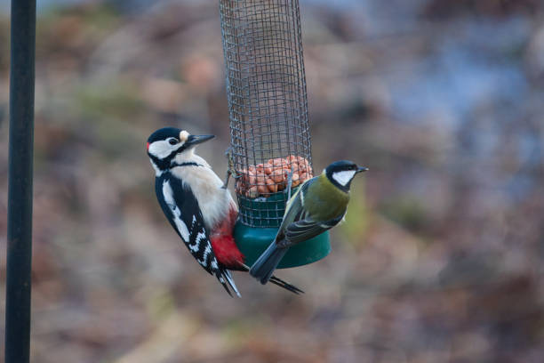 great spotted woodpecker and great tit at the feeder