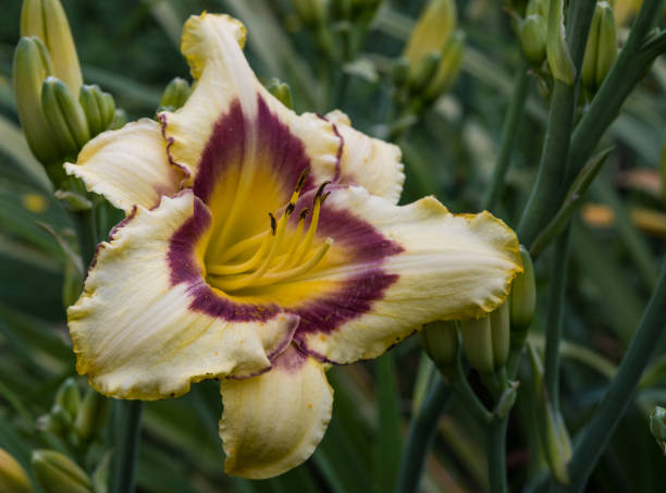 istock one hemerocallis daylily flower close up 2194846226