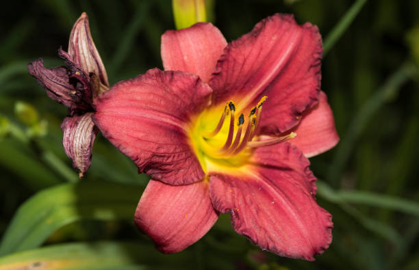 istock one hemerocallis flower close up 2194846325