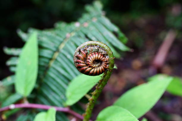 istock strange flower in a rainforest in costa rica 2194846558