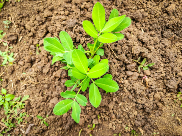 Peanut plants are starting to flower