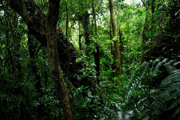 istock details of a rainforest under the rain 2194848010