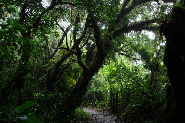 istock Detail of a rainforest under the rain 2194848017