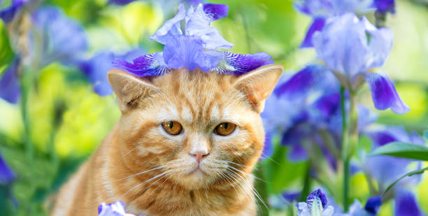 istock Cute ginger kitten sitting in iris flowers in the garden 2194848280