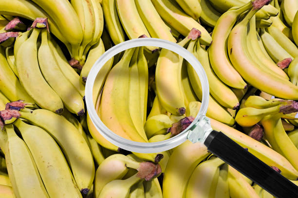 HACCP - HAZARD ANALYSIS AND CRITICAL CONTROL POINTS - Food Safety and Quality Control in food industry - Concept with banana fruit viewed through a magnifying glass