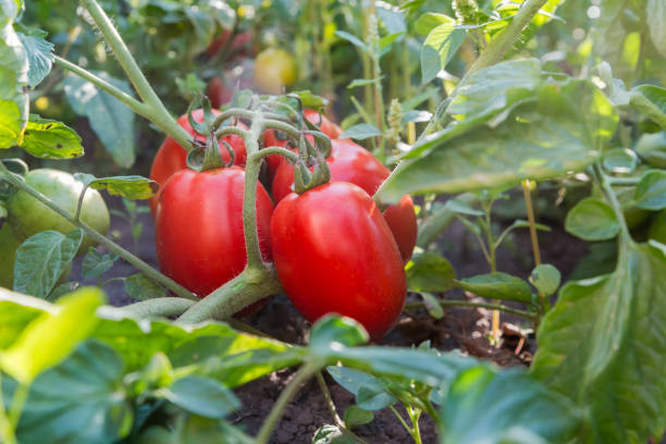 istock Cluster of red tomatoes on stem on field, bottom view 2194849097