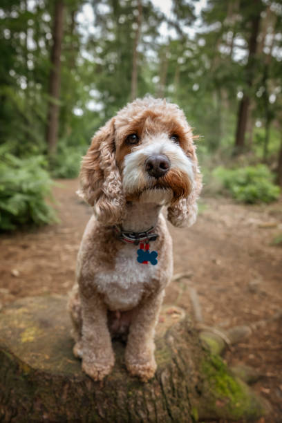 istock Cockapoo dog at Virginia Water Lake in Berkshire on a tree stump looking very cute 2194849160