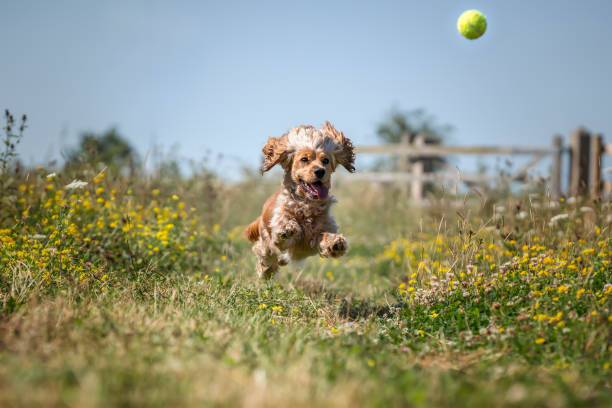istock Working cocker spaniel in the summer in the wildflowers chasing her ball 2194849222
