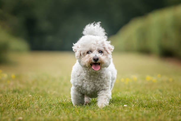 istock Bichon Frise at Ascot Racecourse in Berkshire 2194849258