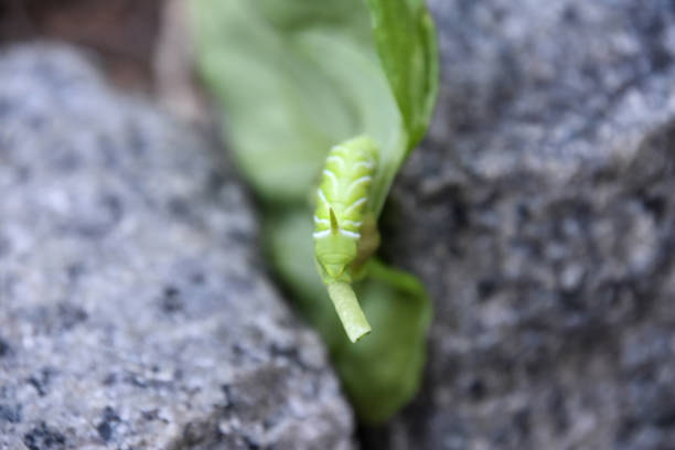 Small Green Caterpillar crawling outside on a wood beam.