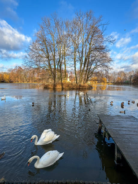 istock Two swans near the island 2194852575