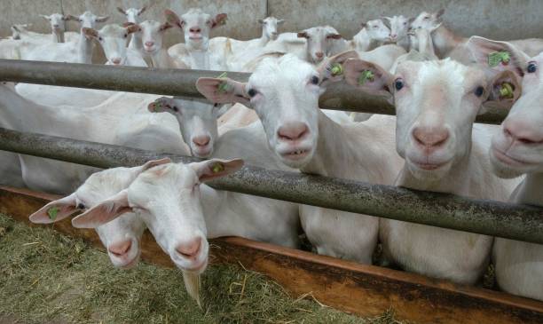 istock At the dairy goat farm. 2194853264