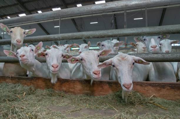 istock At the dairy goat farm. 2194853273