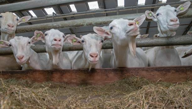 istock At the dairy goat farm. 2194853288