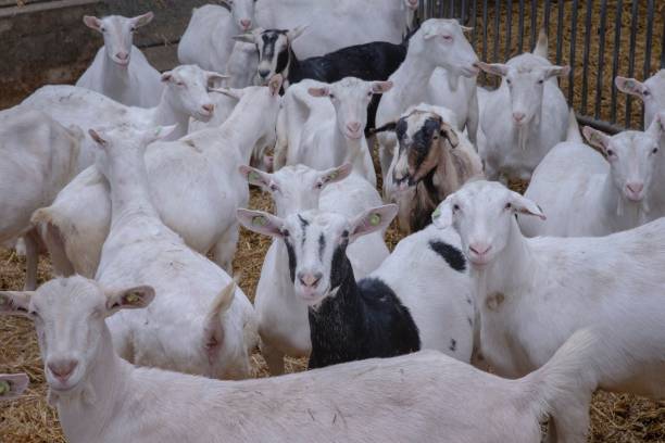 istock At the dairy goat farm. 2194853380