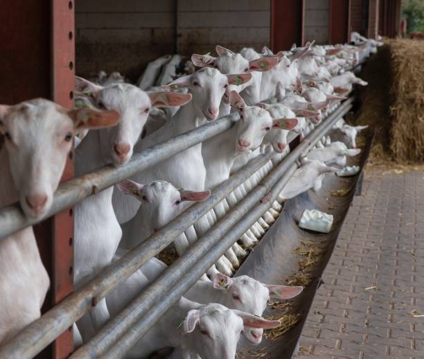 istock At the dairy goat farm. 2194853531