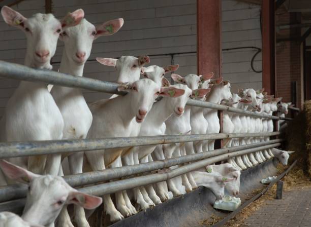istock At the dairy goat farm. 2194853534