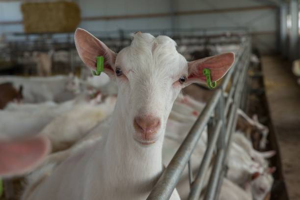 istock At the dairy goat farm. 2194853621