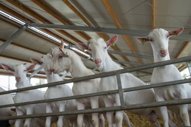 istock At the dairy goat farm. 2194853646