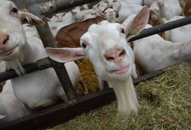 istock At the dairy goat farm. 2194853754