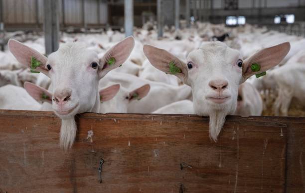 istock At the dairy goat farm. 2194853820