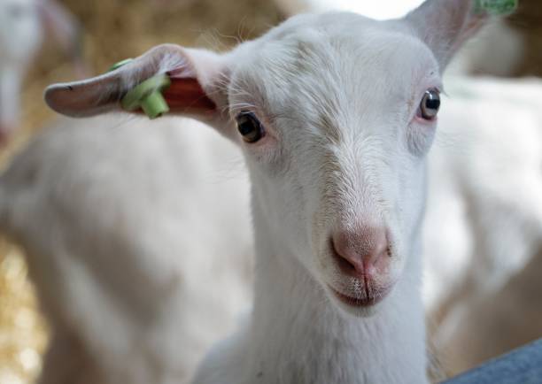 istock At the dairy goat farm. 2194853978