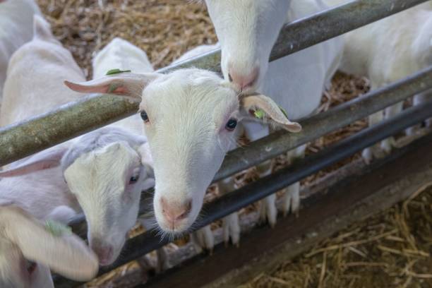 istock At the dairy goat farm. 2194854010